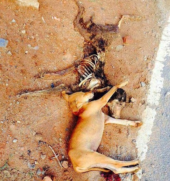 The grieving puppy stayed by its deceased mother’s side, refusing to leave, sharing in sorrow.