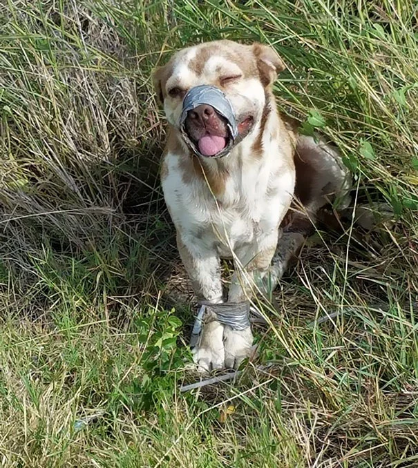 Abandoned Dog Rescued by Plumbers, Overcomes Bound Legs and Muzzled Mouth to Find Joy, Wagging Tail Endlessly