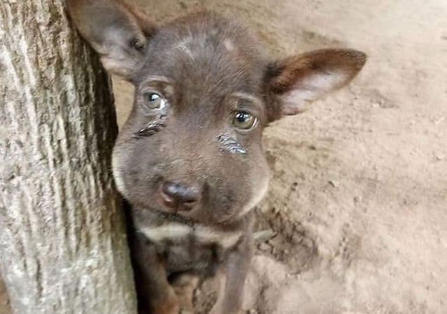 Meet the brave pup who had a close encounter with a bee and came out a little puffier but safe, thanks to a quick rescue! Curious how they saved this little trooper?