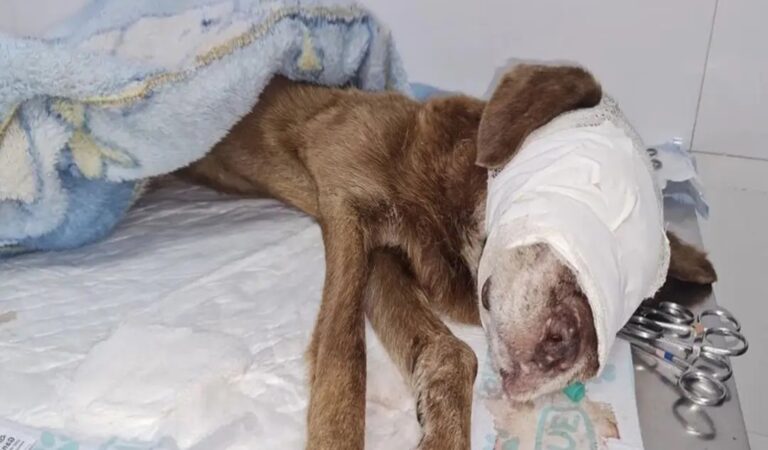 Just Because Half Of His Face Was Severely Necrotic, He Was Abandoned By His Owner.. There Are Really NO Words To Describe!