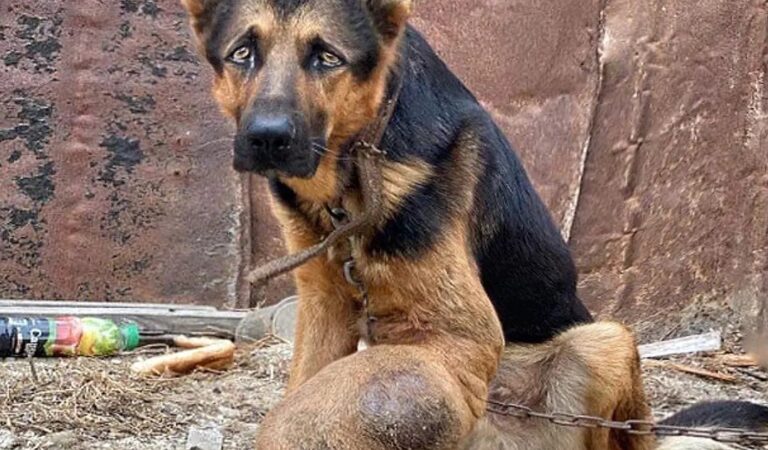 So Heartbreaking: The Poor Dog Is Seriously Ill, His Leg Is As Big As A Wheel, He Is Starved By His Owner, The Food Is Sometimes Only Leftover Bones And A Few Pieces Of Old Bread