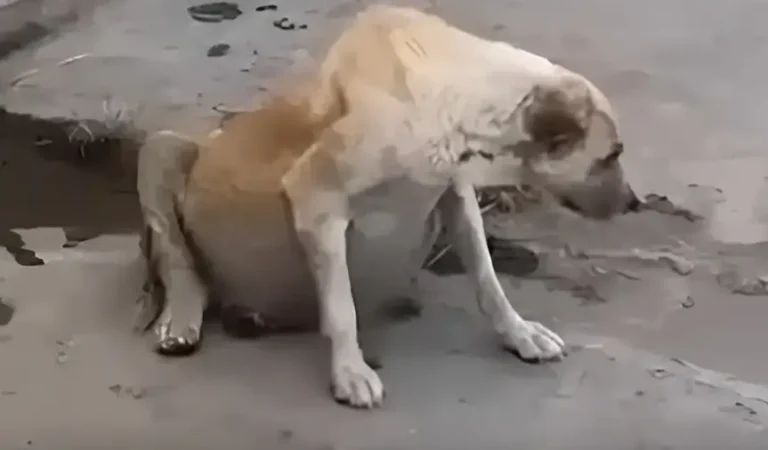 The Male Dog Brought His Pregnant Belly To Beg For Food And The Truth Made Billions Of People Extremely Angry