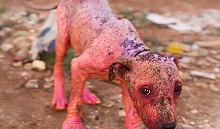 Eating garbage for months to survive, the puppy sobbed when he finally got help